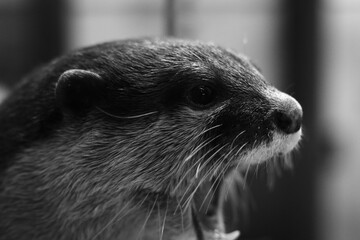 close up of a seal