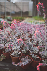 production of ornamental plants in pots 