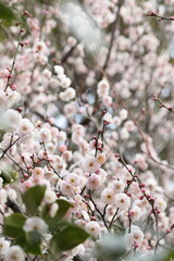 blossom