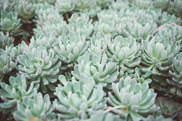 production of ornamental plants in pots 