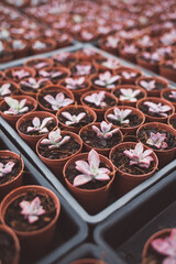 production of ornamental plants in pots 