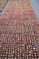 production of ornamental plants in pots 