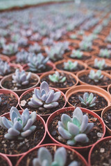 production of ornamental plants in pots 