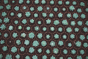 production of ornamental plants in pots 