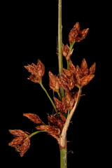 Common Club-Rush (Schoenoplectus lacustris). Infructescence Closeup © Valery Prokhozhy