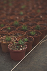 production of ornamental plants in pots 