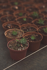 production of ornamental plants in pots 