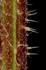 Common Nettle (Urtica dioica). Stem Detail Closeup