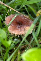 Water droplets on the top of the brown mushroom hidden among the grass