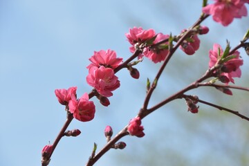 春の訪れ　桃色が美しい梅の花