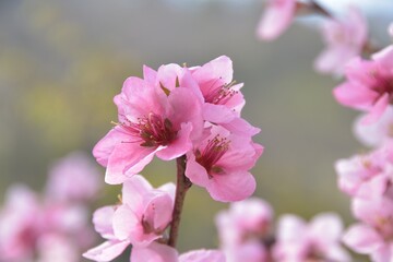日本の春　美しい桃色の桜