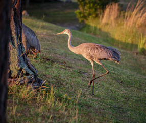 Florida Sandhill Crane