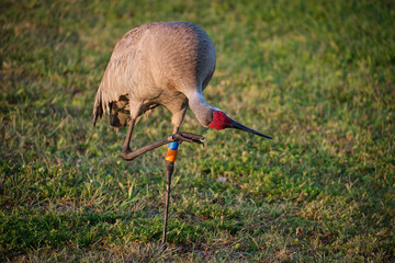 Florida Sandhill Crane