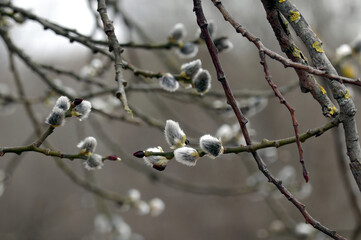 Willow branches with few bud sprouts blossom in soft calm colors in overcast spring day in the forest close up