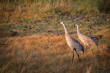 Florida Sandhill Crane