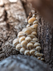 Mycena laevigata, 천가닥애주름버섯