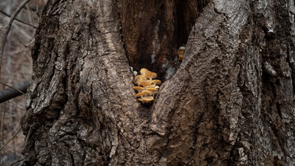 Mycena laevigata, 천가닥애주름버섯