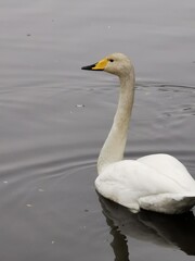 Plakat swan on the lake