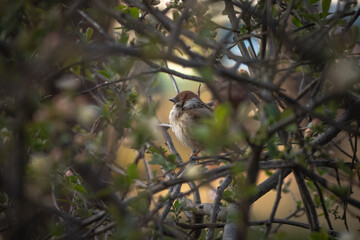 Eurasian tree sparrow