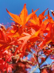 red maple leaves