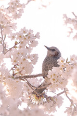 Brown-eared bulbul 직박구리 벚꽃