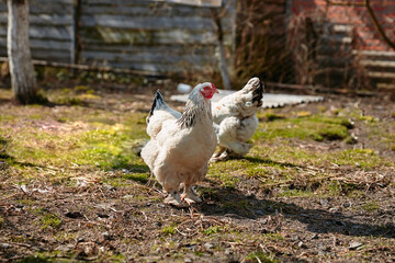white chicken grazing in the farm yard in the sun