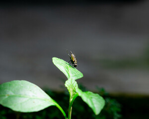 Fly on leaf