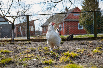 white chicken grazing in the farm yard in the sun