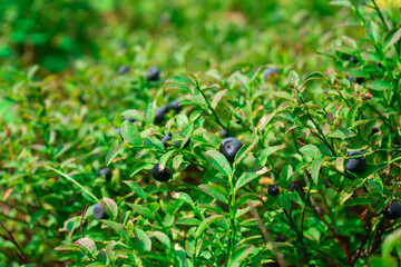 Fototapeta na wymiar Blueberries. green Blueberry with ripe large juicy berries