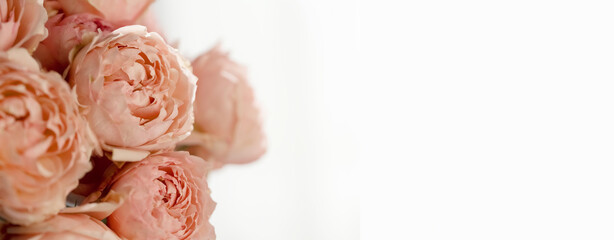 Roses close-up on a white background with space for copy and text. A beautiful bouquet of roses with highlights and blurry lights. Beautiful card for congratulations, mother's day, March 8, birthday.