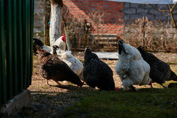 Obraz premium chickens graze on a farm on a sunny day
