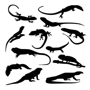 Reptile silhouette and image or symbol
