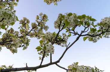 A blooming tree in spring.
blue sky