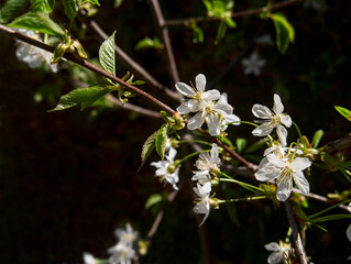 Close up of the cherry tree flowers on the branch against the dark background. Shallow depth of field