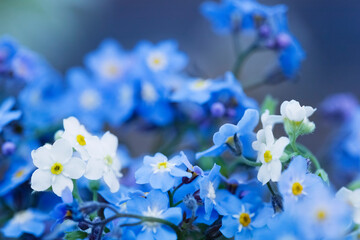Forget-me-nots. defocus. Beautiful, bright, blue background with blue and white forget-me-nots and space for copy. Closeup of small blue flowers.