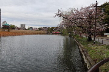 Obraz premium Shinobazuno-ike Pond and Benten-do Shrine at Ueno In Tokyo in Japan 日本の東京の上野にある不忍池と弁天堂 