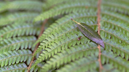 Naklejka premium シダが落ちた葉を想う