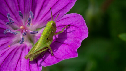 grasshopper on a flower