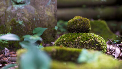 苔も春を感じていた