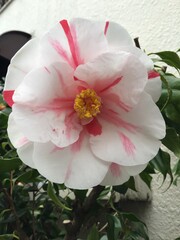 Camellia
