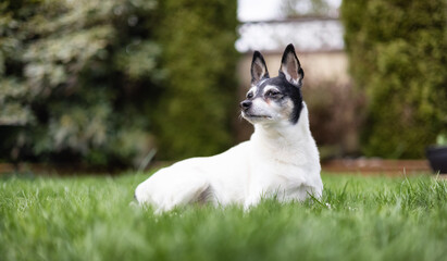 Adorable Toy Fox Terrier Dog playing on grass outside.