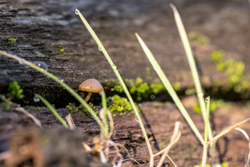 Orange mushroom growing from a crack in a piece of wood in a dewy setting