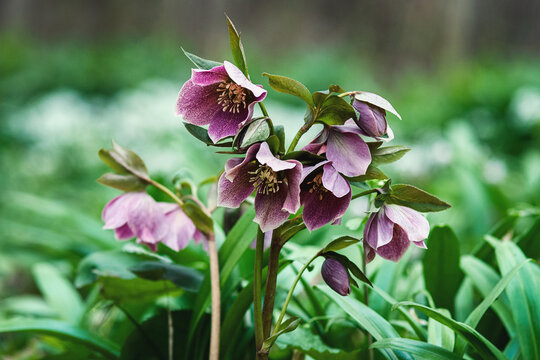 Purple hellebore , Helleborus orientalis wildflowers in spring forest