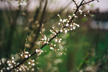 Beautiful blooming white flowers of plum tree. Close up of springtime tree