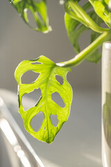 Monstera leaves in the rays of sunlight.