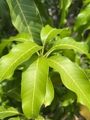 mango leaf in nature garden