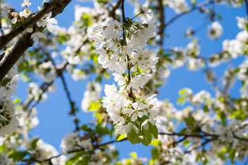 fleurs de cerisiers