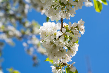fleurs de cerisier