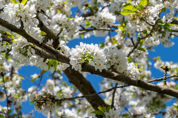 cerisier en fleur