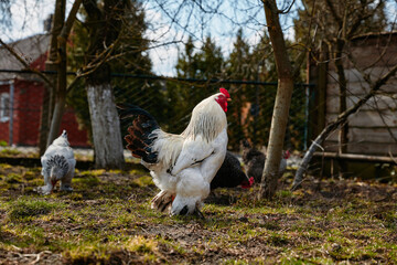 white rooster walking closely in the farm yard in spring